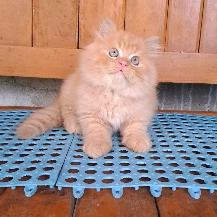 Kitten persia oren longhair