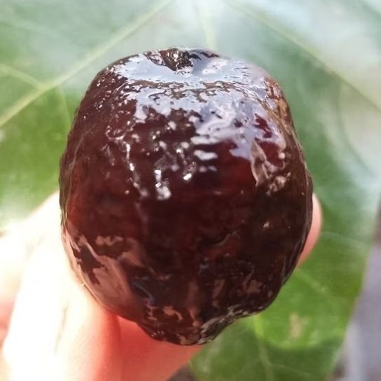 OFFICIAL UPDATE MUNCANG 2026 Muncang Adu Eti Asli Garut Batok Tebal