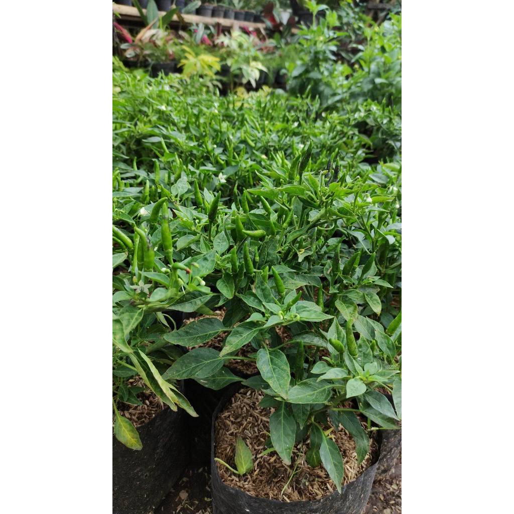 pohon cabe rawit runcing