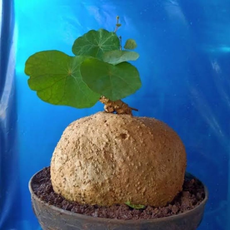 Stephania venosa mini / caudex / tanaman hias