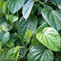 daun sirih segar 1 kg