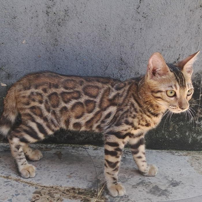 kucing bengal kitten jantan