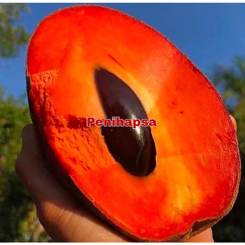 Bibit Sawo Jumbo Amerika Super Cepat Berbuah