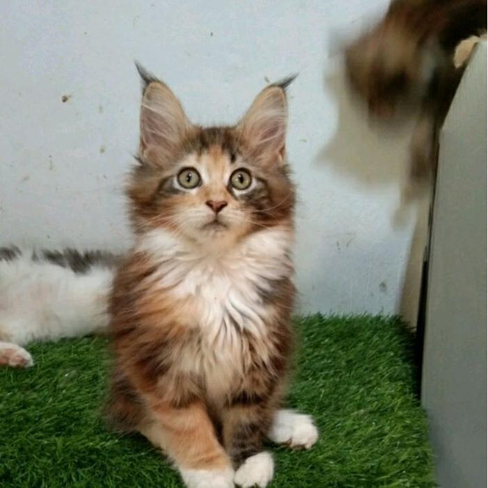 Kucing MaineCoon Kitten Betina Pure. Garansi keasliaanya.