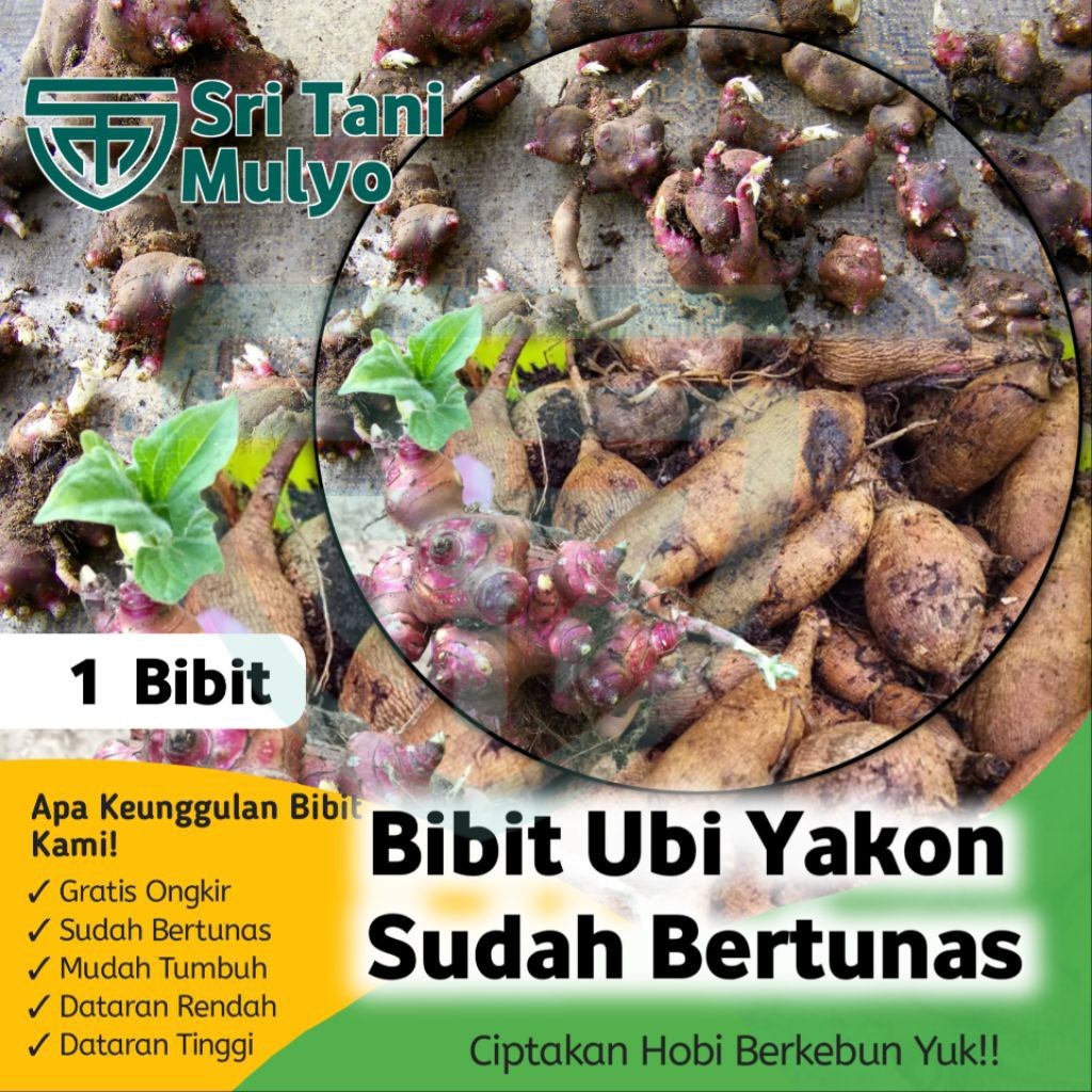 BIBIT UBI YAKON SUDAH BERTUNAS - SIAP TANAM ASLI WONOSOBO BIBIT UBI YACON