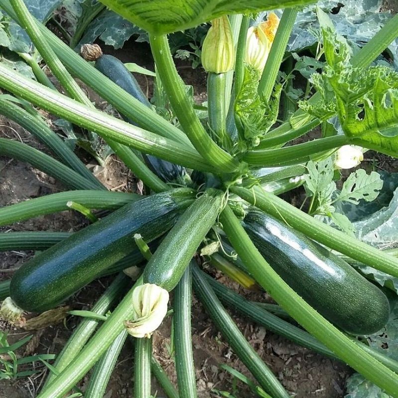 2 Biji Benih Zucchini Hijau Jacky Z Bibit Sayuran Zukini
