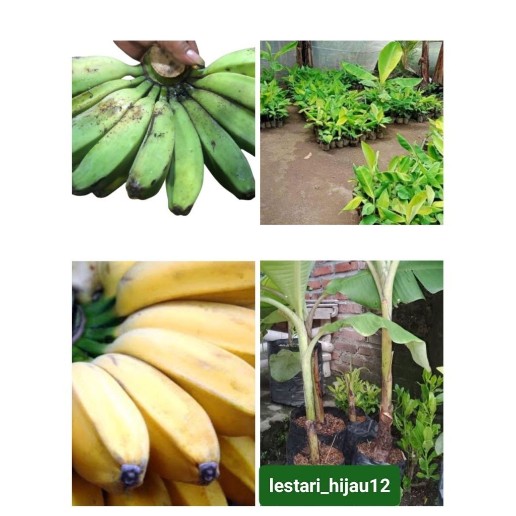 bibit pisang kepok kuning super unggul