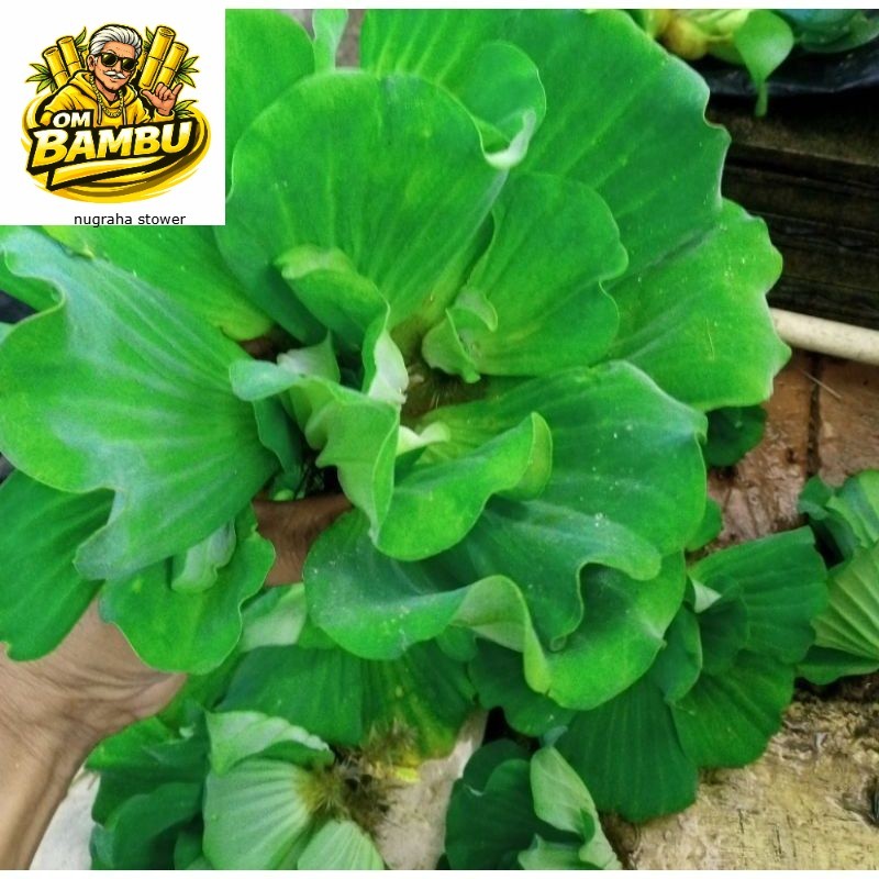 Apu Apu Tanaman Air Kolam Aquarium Aquascape Kapu Kapu Mawar air Kolam Pelindung Telur Burayak Ikan 