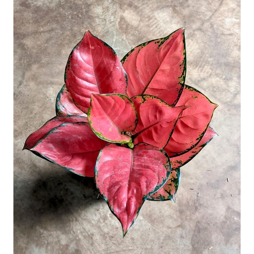 aglonema red Anjani berkualitas original termurah dan terlaris