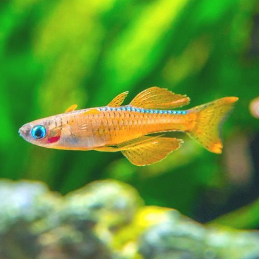 Pseudomugil Paskai Blue Eye Ikan Hias Air Tawar