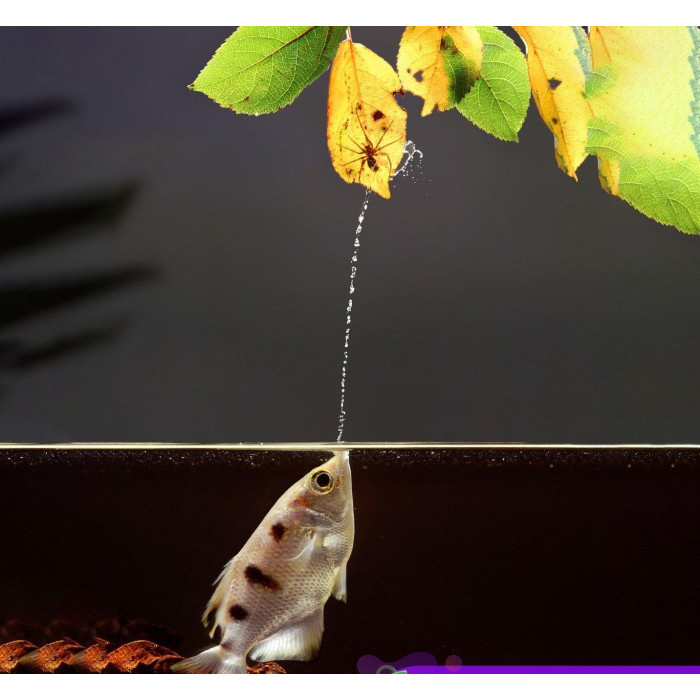 Archer Fish / Sumpit / Ikan Pemanah