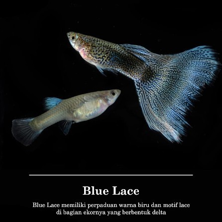 Guppy Blue Lace Premium / Ikan Hias Air Tawar