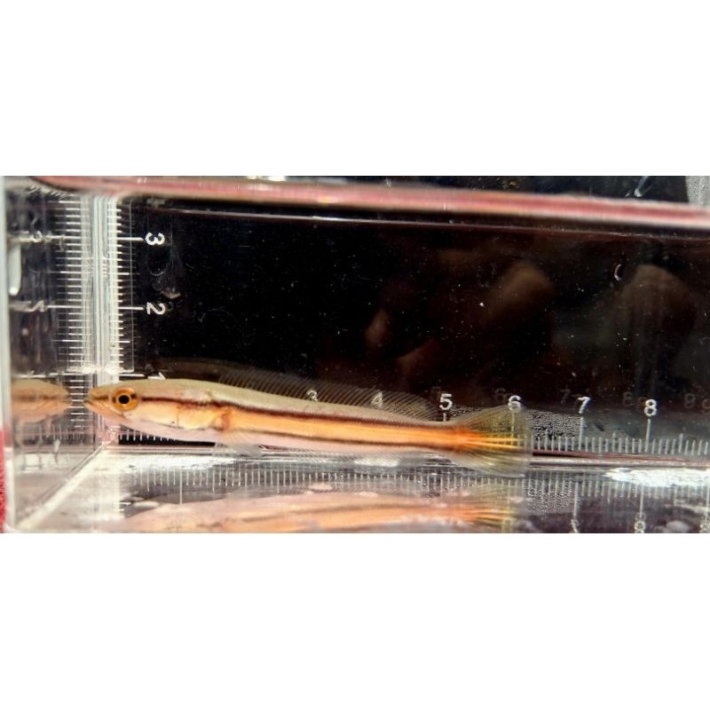 Hiasaan aquarium Toman size 8-10cm /micropeltes