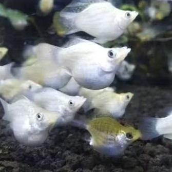 indukan ikan hias molly balon putih ( white ) per ekor