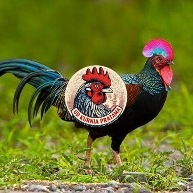 Telur ayam hutan x jawa bekisar fertil asli siap ditetaskan - ayam hutan UD KURNIA PRATAMA