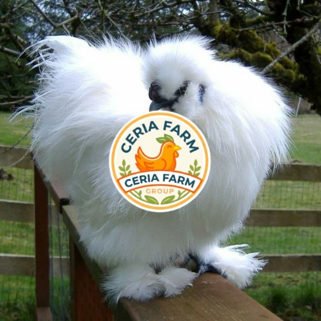 Telur Ayam Kapas Atau Ayam Hias Silkie Untuk Di Tetaskan CERIA FARM GROUP