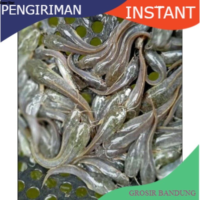 Bibit lele ukuran 9 - 10 cm per 1000 ekor di bandung GROSIR BANDUNG