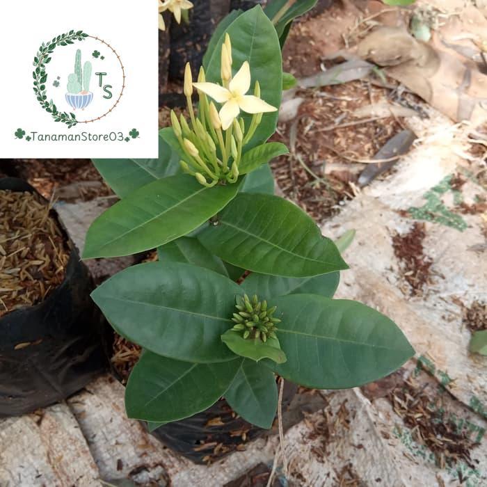 tanaman asoka bunga kuning - tanaman soka bunga kuning - pohon soka kuning