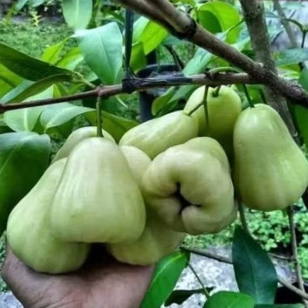 Bibit Jambu Air Green Madu(madura)Super Manis Stek Okulasi Asli Valid