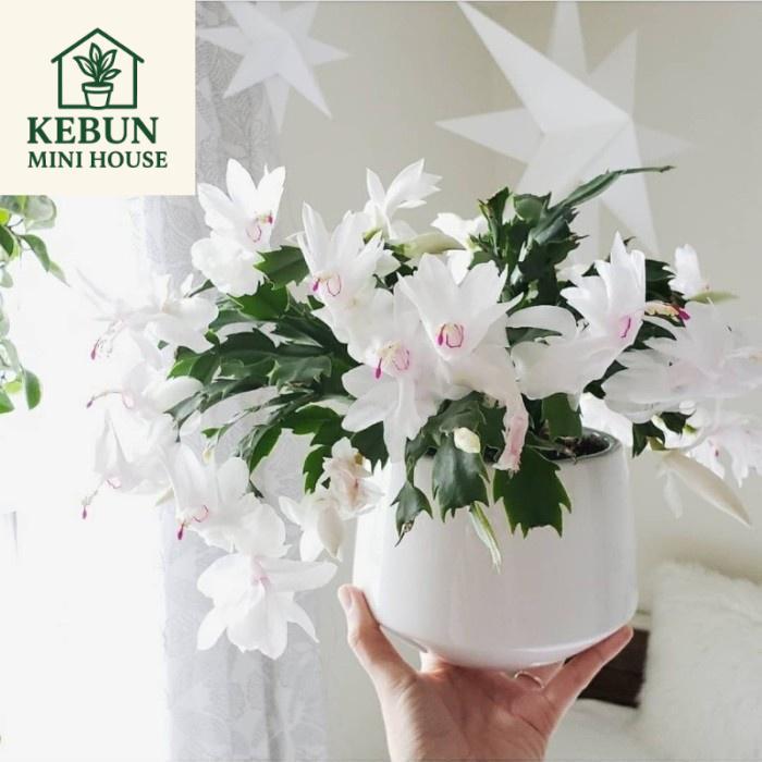 Tanaman hias wijaya kusuma coral mist-bibit bunga wijayakusuma hybrid - Putih, DewasaBUNGA WIJAYA KU