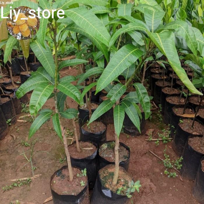 bibit mangga harum manis -pohon mangga harum manis okulasi