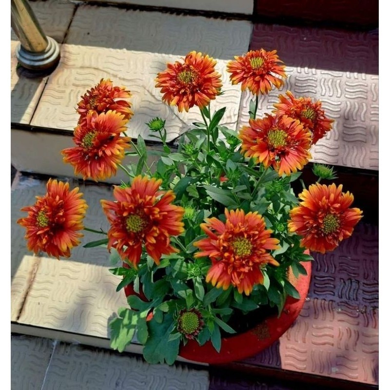 Tanaman Hias Outdoor suyok Merigold/Bunga Orange suyok Merrygold