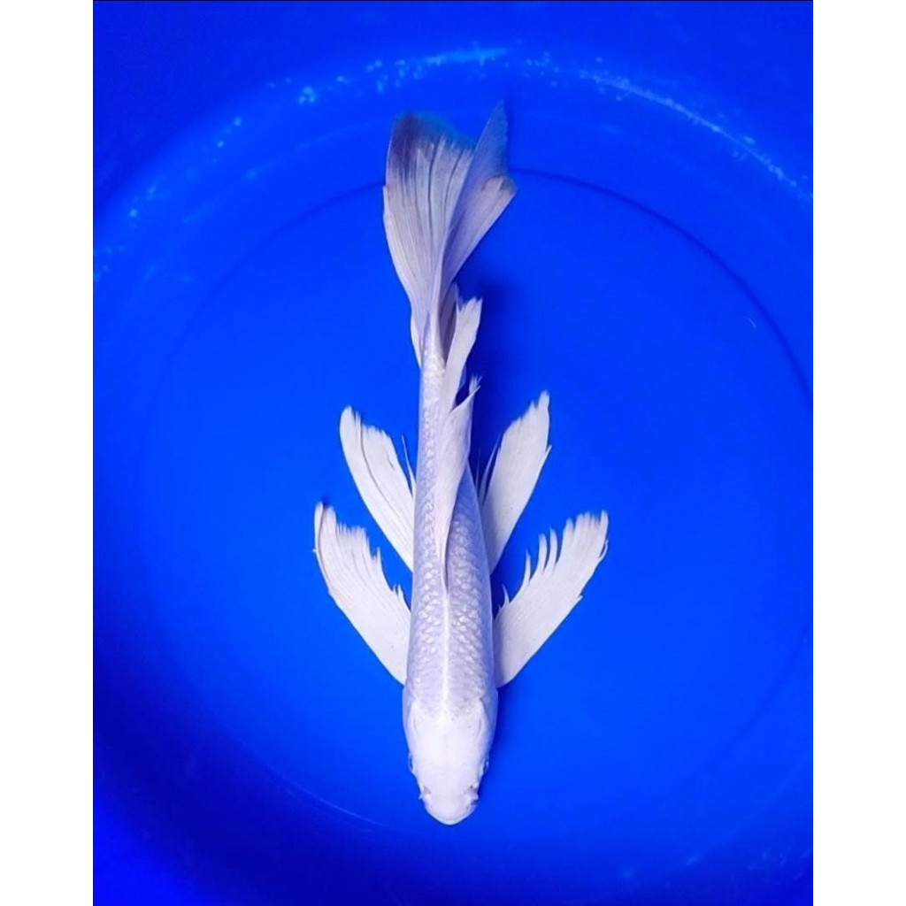 ko1 (TERLARIS) BIBIT KOI PLATINUM SLAYER UKURAN 10-12cm KUMPAY BERGARANSI JAWA ONLY