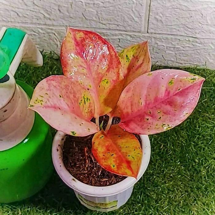 Promo Bibit tanaman hias aglonema red emerald//Emerald mutasi anakan