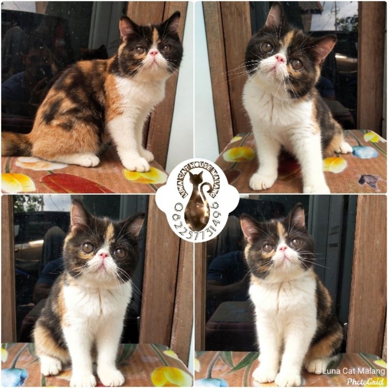 kucing exotic peaknose murah