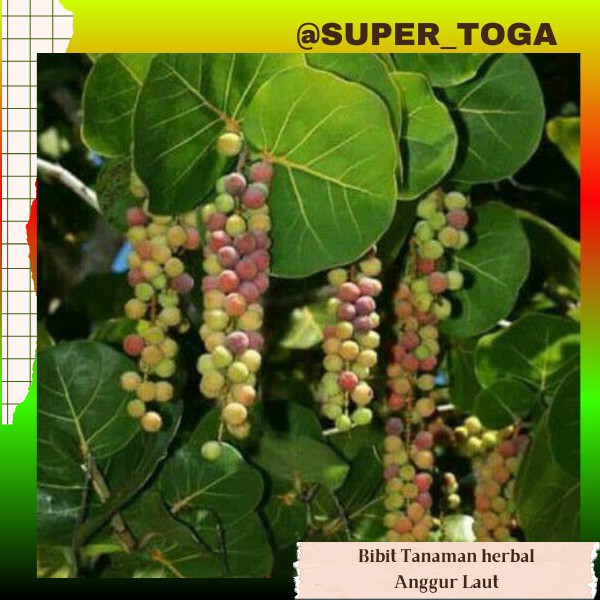 promo Bibit Tanaman Anggur Laut/Ketapang Laut bibit anggur laut hasil cangkok cepat berbuah bibit an