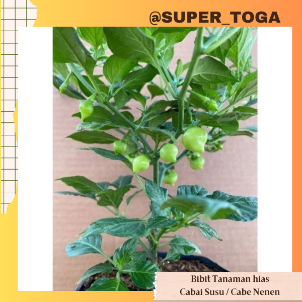 bibit tanaman hias bibit Tanaman Cabe Cherry bibit Cabe Cherry bibit Cabai Cherry bibit cabe susu bi