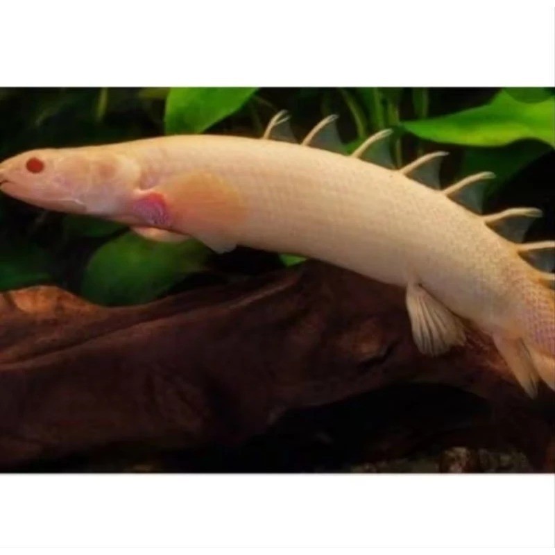 Ikan Palmas Albino Putih Predatorr Sama Seperti Naga