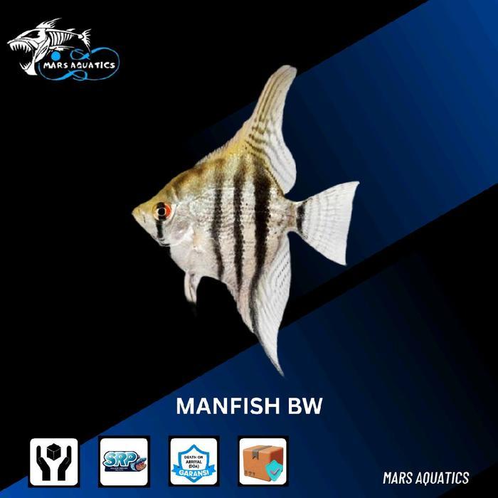 IKAN MANFISH BW IKAN HIAS IKAN AQUASCAPE