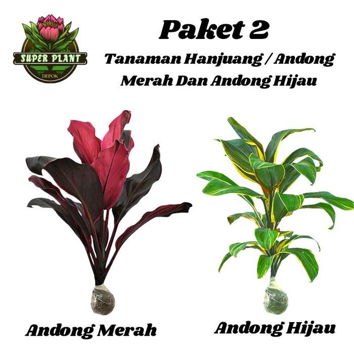 Paket 2 Tanaman Hanjuang Hijau dan Hanjuang Merah - Andong Hijau dan Andong Merah