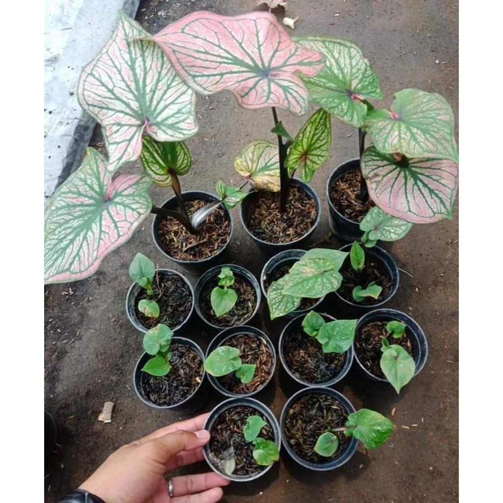 Umbi Caladium Gatot kaca - keladi hias hybrid import thailand