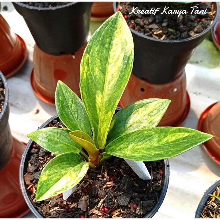 Tanaman hias anthurium jemani varigata - Jemani cobra varigata