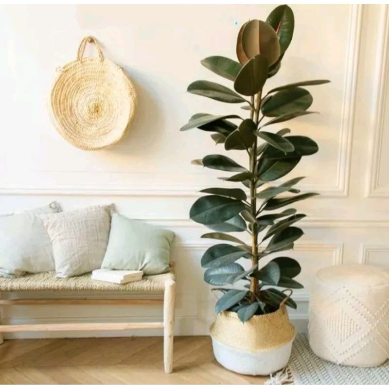 tanaman hias rubber plant karet kebo merah ficus elastica shivereana