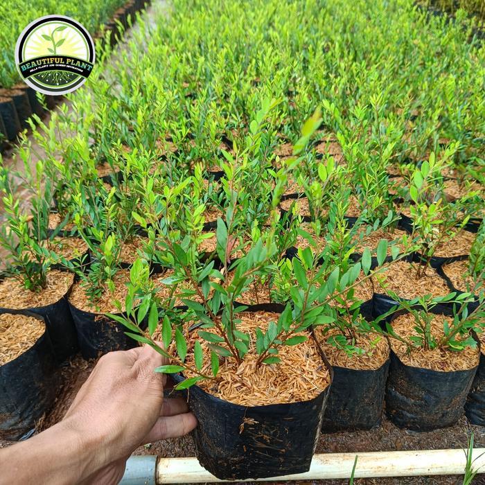 Bibit tanaman cendrawasih - Pohon Cendrawasih - Tanaman Cendrawasihh