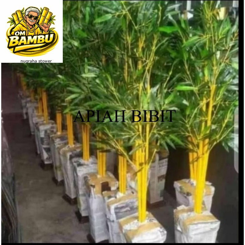 Bambu kuning super Bambu kuning panjang 40 cm