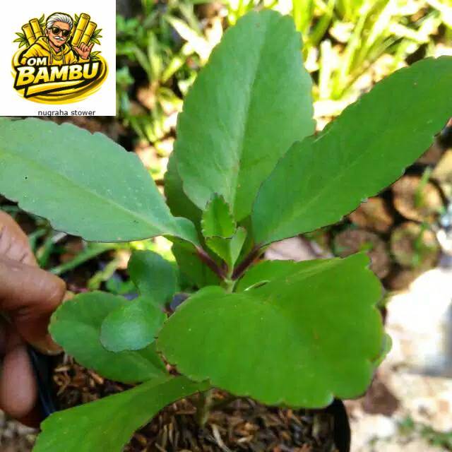 paket 3 bibit Tanaman hias Cocor bebek, tanaman cocor bebek, bibit cocor bebek