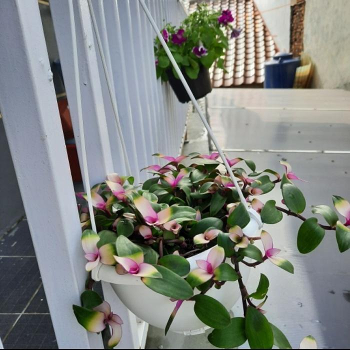 Tanaman Hias Tradescantia Fluminensis