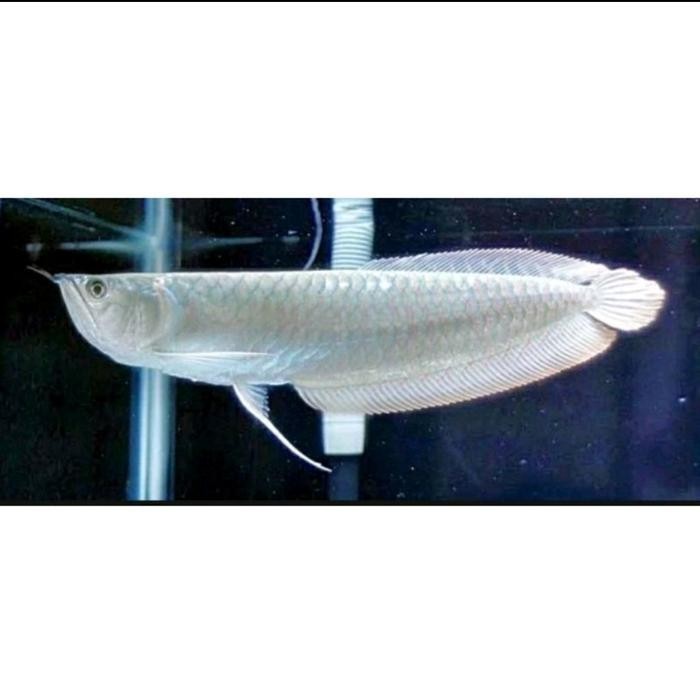 Uk 13-17cm .1 Ekor Arwana Silver Red. Silver Serat Merah. Silver Brazil bisa COD