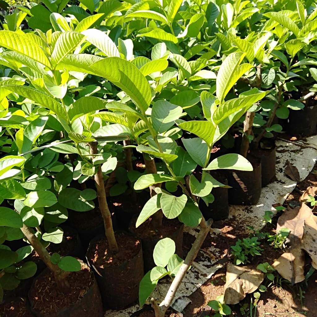 Bibit Pohon Jambu Merah Biji//Jambu Merah Biji