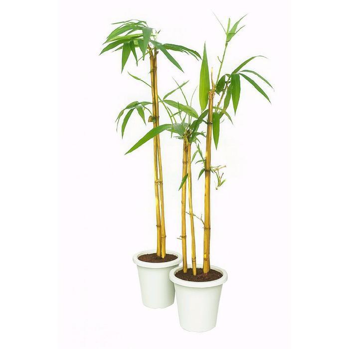 New Bibit bambu kuning/bambu kuning hiasan pagar rumah Tanaman