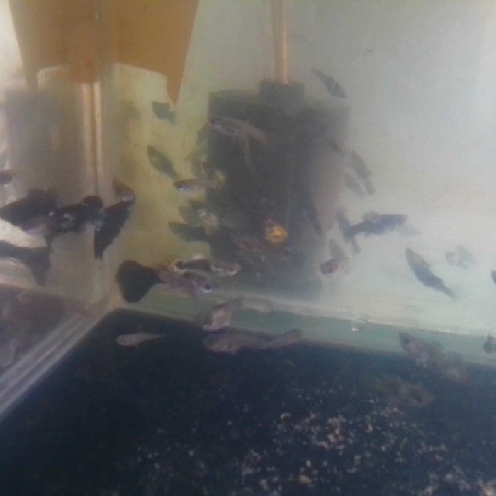 bibit / benih ikan hias guppy cendolan  per ekor