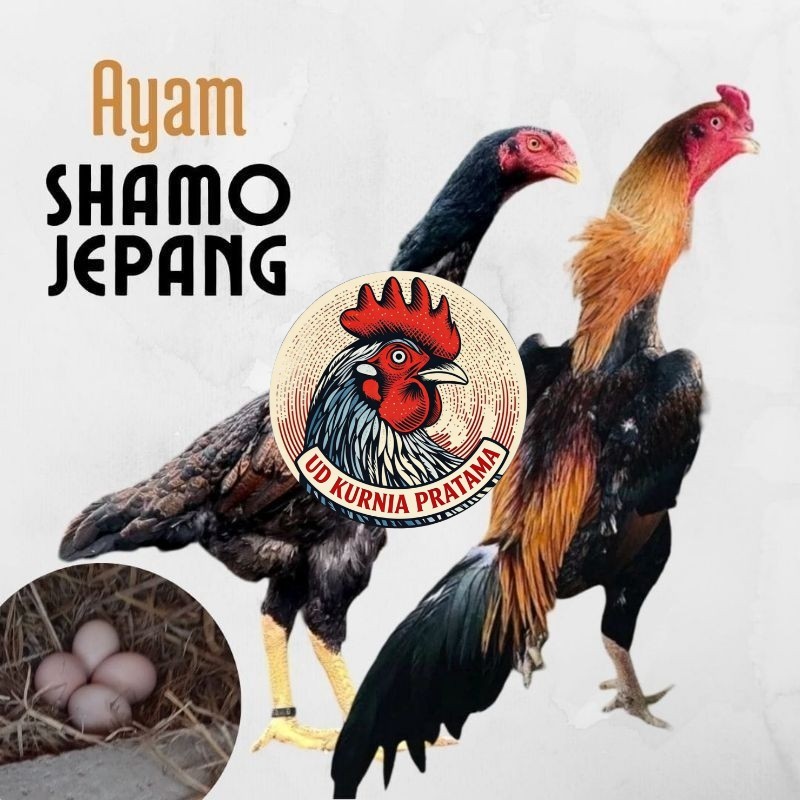 telur ayam shamo jepang ori petarung bisa untuk di tetaskan UD KURNIA PRATAMA