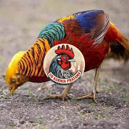 telur ayam golden pheasant hias fertil siap ditetaskan - golden pheasant UD KURNIA PRATAMA