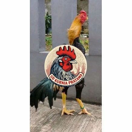 Telur ayam bangkok shamo taiwan / ayam petarung aduan siap ditetaskan UD KURNIA PRATAMA