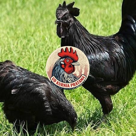 Telur ayam hias cemani lidah hitam fertil asli siap ditetaskan - ayam cemani UD KURNIA PRATAMA