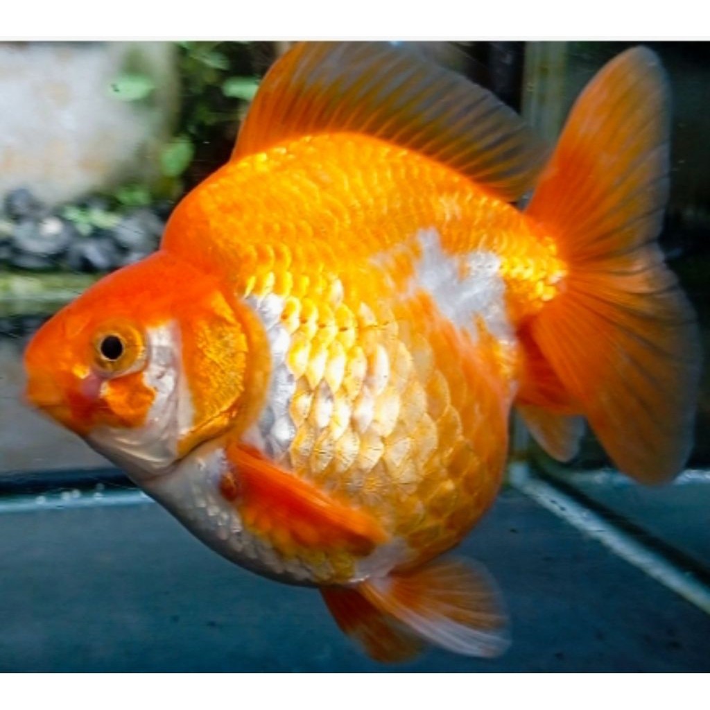 Ikan mas koki Ryukin hrg PROMO Asliikn